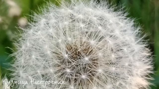 14 мая Радоница. Что нельзя делать 14 мая на Радоницу. Народные Приметы и традиции 14 мая