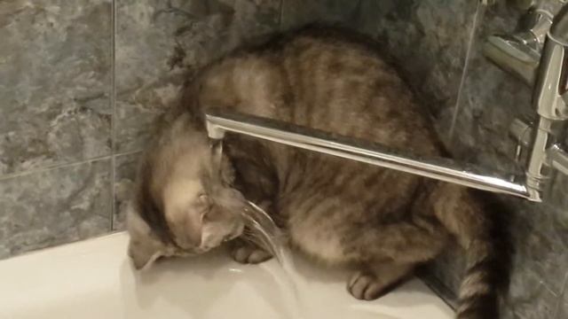 Смешной кот МАРСИ-ВОДОКОТ смотреть онлайн