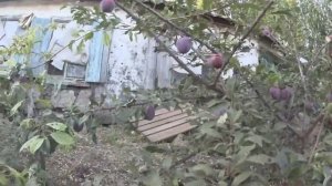 АЛЫЧА "КУБАНСКАЯ КОМЕТА"