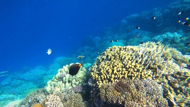 💖 Snorkeling sur le récif du The Three Corners Fayrouz Plaza de Marsa Alam 🤿