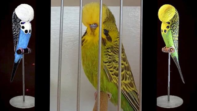 World Online Budgie Show inscription 31 WOBS Budgie Planet 2021 смотреть онлайн