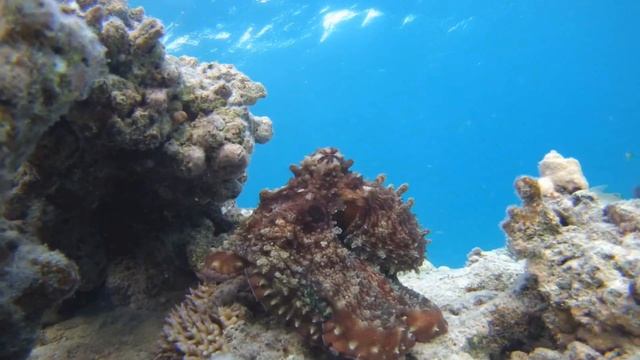 Fantasia Resort 4* - Vanoce 2013 /PART2 POD VODOU/ - Marsa Alam - Egypt смотреть онлайн