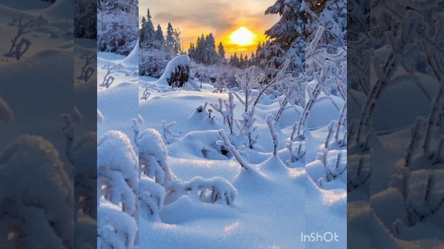 живая природа и музыка смотреть онлайн