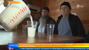 🐫🐪 верблюжья ферма в Дагестане‼️