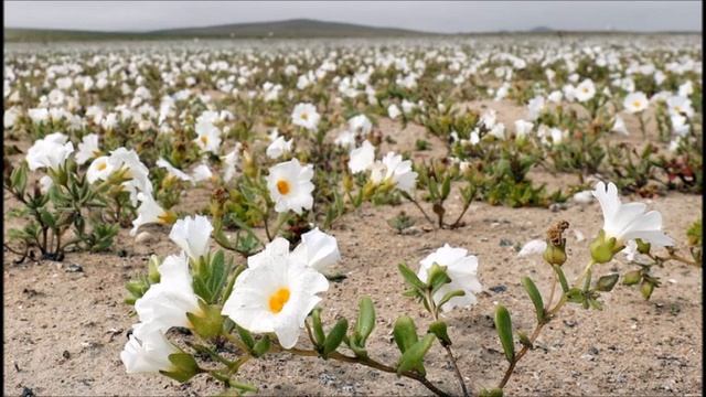 ПРИЙДИТЕ К ИИСУСУ смотреть онлайн