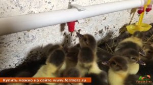 Ниппельные поилки для птиц в работе