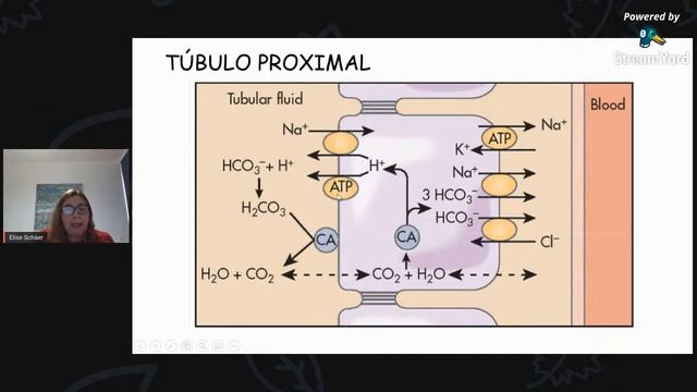 Nefrologia Sem Filtro: Dia 2 (Tarde) | IFMSA Brazil Bahiana смотреть онлайн