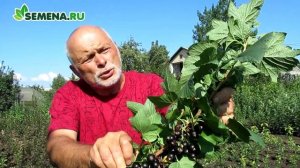 Смородина Синегорье