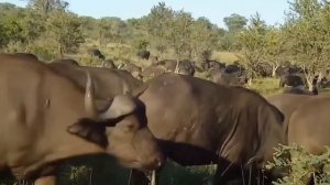 Лев. Супер хищники. Документальные фильмы. National Geographic Channel
