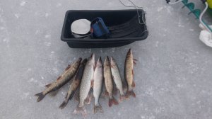 Зимняя щука на жерлицы