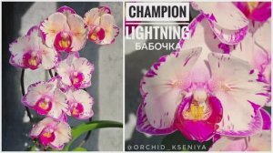 Phal. Champion Lightning peloric 🦋 Первое цветение орхидеи бабочки Чемпион Лайтнинг 🌸 Обзор сорта