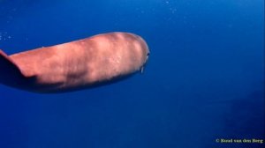 The Three Corners Equinox Beach Resort Marsa Alam, Curious Dugong