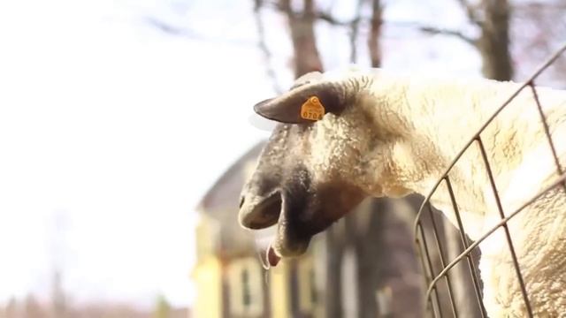 Bruno Mars - Locked out of Heaven (Goat Edition) смотреть онлайн