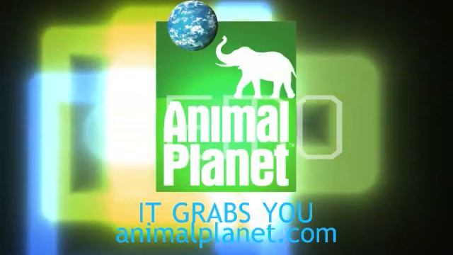 Animal Planet It Grabs You Logo 2006-2008 смотреть онлайн
