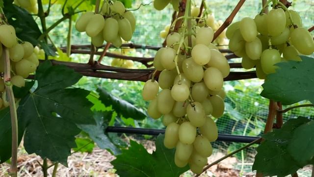 Ландиш смотреть онлайн