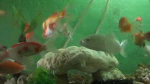 Komet and KOI.avi