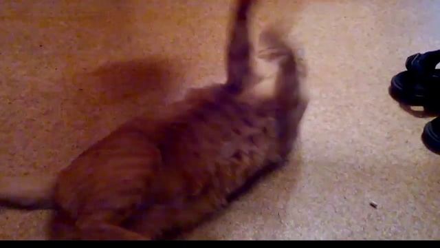 Гошанчик и швабра... смотреть онлайн