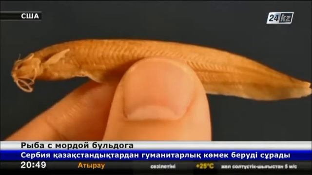 Американские ученые обнаружили самую необычную рыбу на планете
