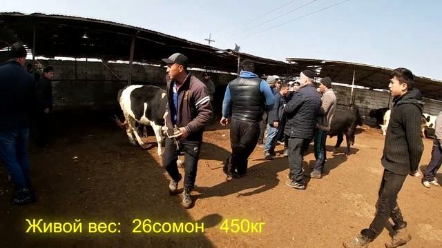 Мол бозор Хучанд. Бычки для откорма. Живой вес. #Быков