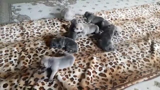 Щенки Ка де бо 2019, сегодня им 17 дней😀 смотреть онлайн