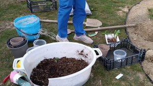 ЦИПРИПЕДИУМ/ САДОВЫЙ БАШМАЧОК/ОРХИДЕЯ Посадка в грунт саженца с горшка и уход