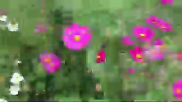 Adeyto LIVE in Purple COSMOS of Japan Showa Memorial Park смотреть онлайн