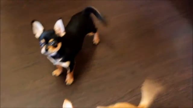 СИЛЬВЕР МАРС МЕРКУРИО смотреть онлайн