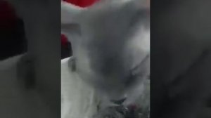 Коротко о породе Донской сфинкс!🐱❤️🥰