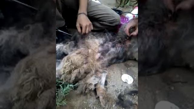 зло во плоти по кличке марс(2) смотреть онлайн