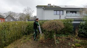 Kustorez. Pruning a Privet hedge