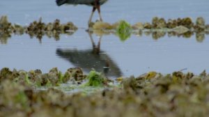 Gladiators.2024.S01E04.WEB-DL.1080p.PazlVoice