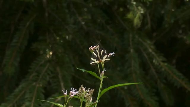 Beautiful Butterflies On Our Planet | Butterflies on a flower in Nature | Colorful Butterflies | смотреть онлайн
