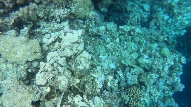 Marsa alam Malikia Resort Abu Dabbab, snorkeling смотреть онлайн