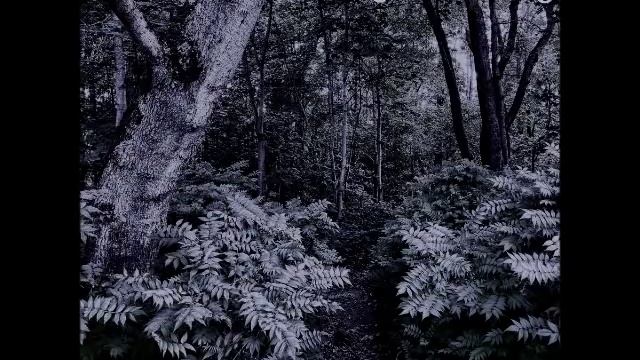 Witchcult - Bewitched Forest (Full Album 2018) смотреть онлайн