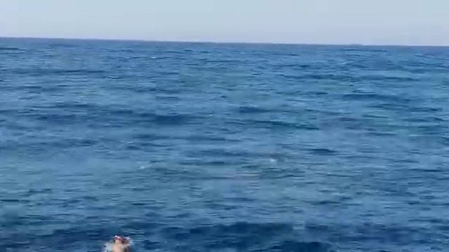 Dolphin 🐬 at Novotel Marsa Alam Beach Resort смотреть онлайн