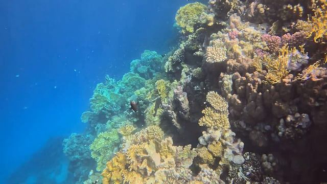 Marsa Alam Royal Brayka Beach Resort Coral reef