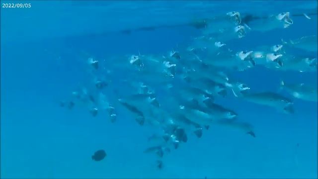 Egypt reef coral, Marsa Alam El Quseir, Movenpick resort. смотреть онлайн