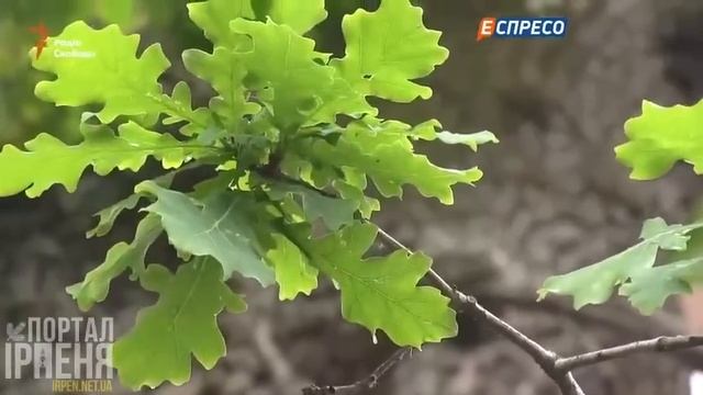 13 мин новостей mp4 смотреть онлайн