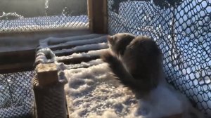 Февральский Сибирский Жан RusFantasy