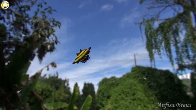 Жизнь в тайской деревне. Паук - НЛО. Чианг Май. Таиланд. смотреть онлайн