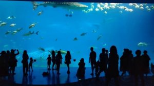 🐡 Гигантский Океанариум в Джухае. Zhuhai Ocean World