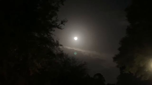 Магия полнолуния 🌙✨ Звуки ночной зимней Флориды 🌴/  15 февраля 2022 / ASMR