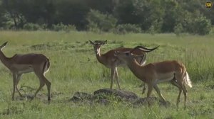 The Rare and Fleeting Moment an Impala Lamb is Conceived