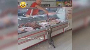 Забавные животные№129