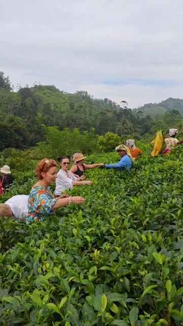Чайные плантации на Шри-Ланке... смотреть онлайн