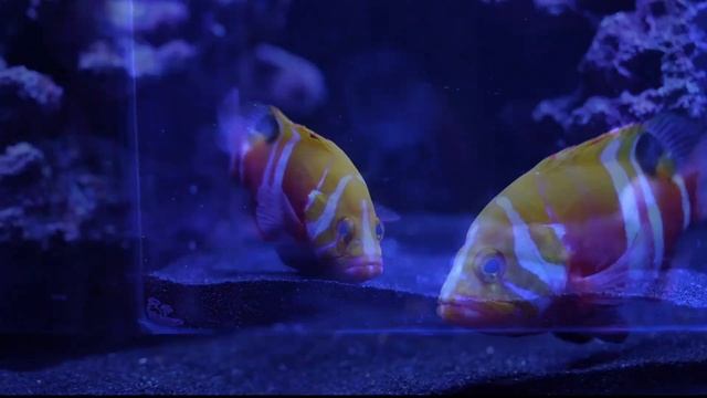 Neptune Grouper has arrived! 🤯 смотреть онлайн