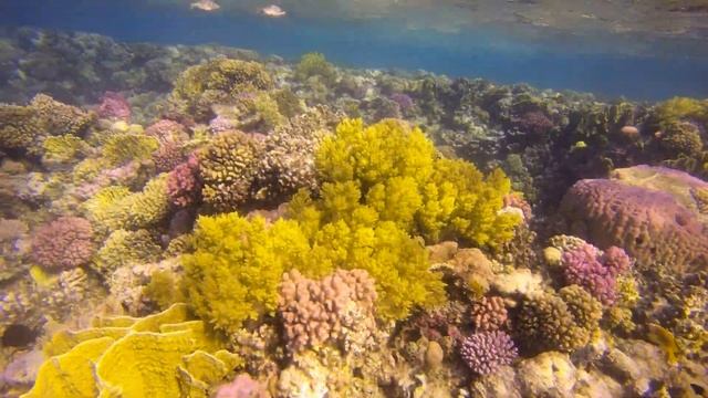 Marsa Alam Hilton housereef may 2023