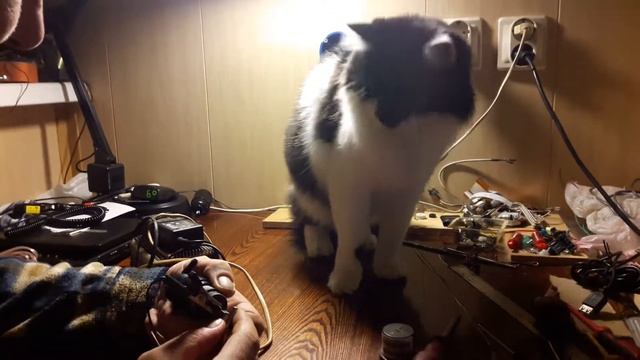 😲Кот электрика!!!😻😻Когда страх борется с любопытством! А что победит то? смотреть онлайн