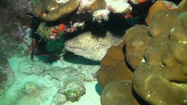 Cocos 2021 - Dive 6 - Manuelita Coral Gardens смотреть онлайн