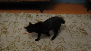 кошка и игрушечная змея